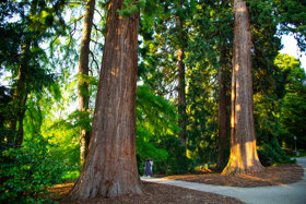 Mammutbäume Kurpark Badenweiler 2021 © Mathias Hollerbach (6)