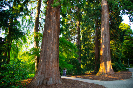 Mammutbäume Kurpark Badenweiler 2021 © Mathias Hollerbach (6)