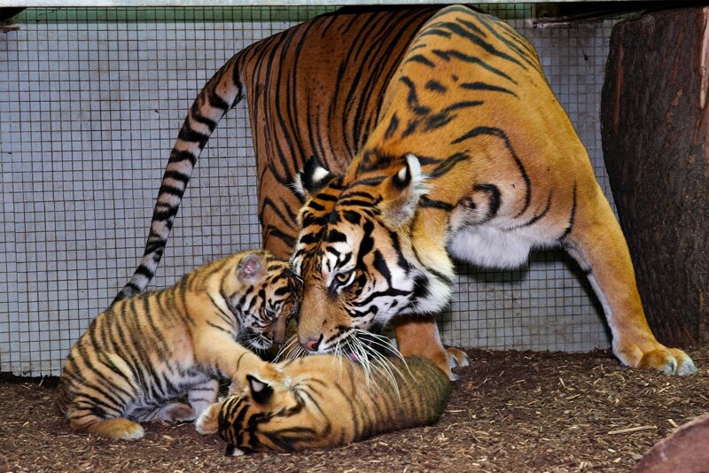 Sumatratiger