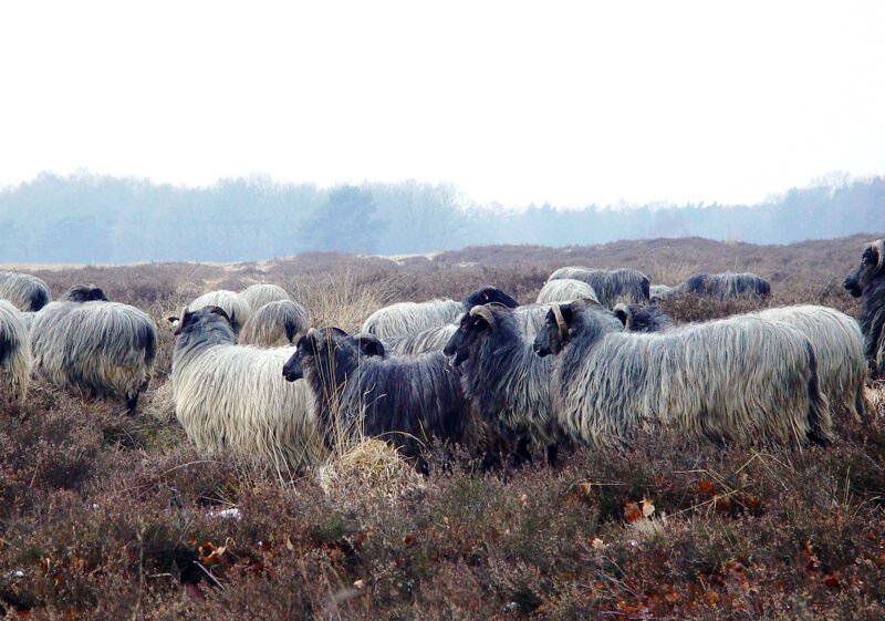Heidschnucken in der Lüneburger Heide – die typischen Landschaftspfleger der Region