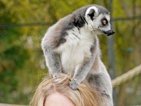 01 Dschungel-Safari - begehbares Gehege (Katta)