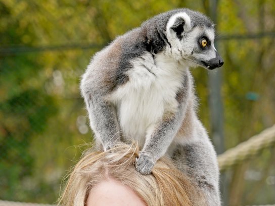 01 Dschungel-Safari - begehbares Gehege (Katta)