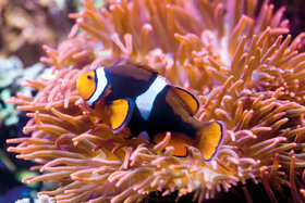 Clownfisch C SEA LIFE
