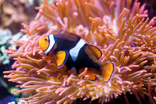 Clownfisch C SEA LIFE