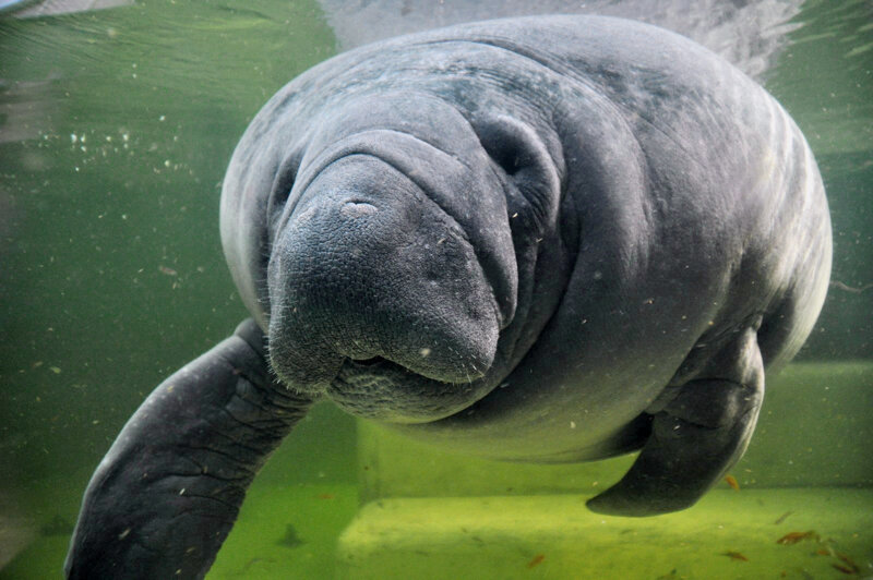 Seekuh unter Wasser im Tierpark Berlin