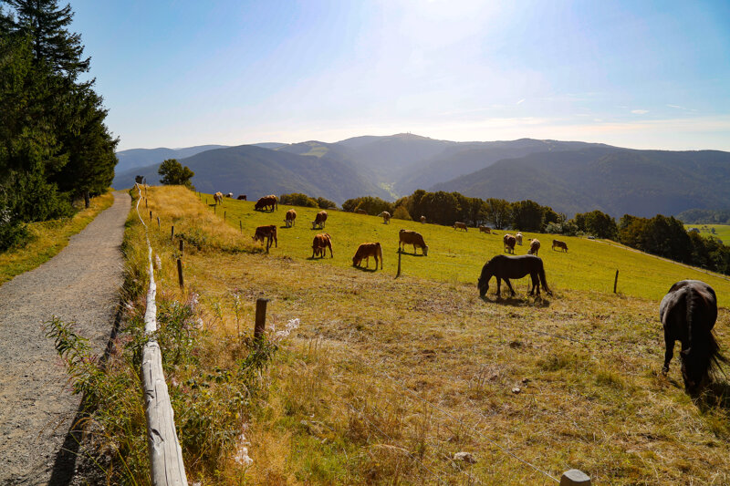 Wandern Schauinsland