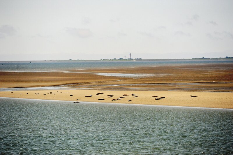 Das Wattenmeer – UNESCO-Weltnaturerbe an der Nordsee