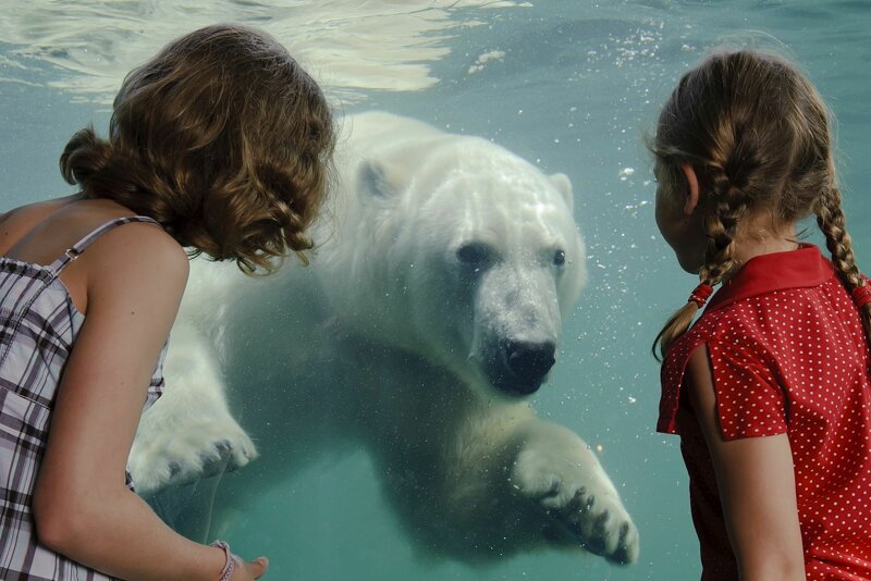 Eisbär unter Wasser