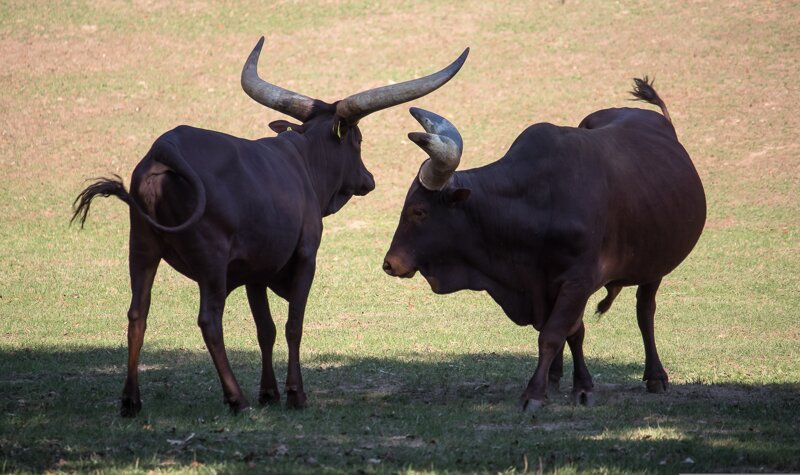 Mundenhof Freiburg – kostenloser Tierpark mit Watussi-Rindern