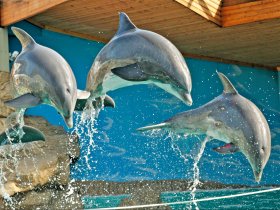 Duisburg Zoo delphine springen
