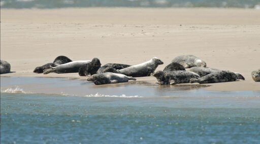 Seehundbänke in der Nordsee