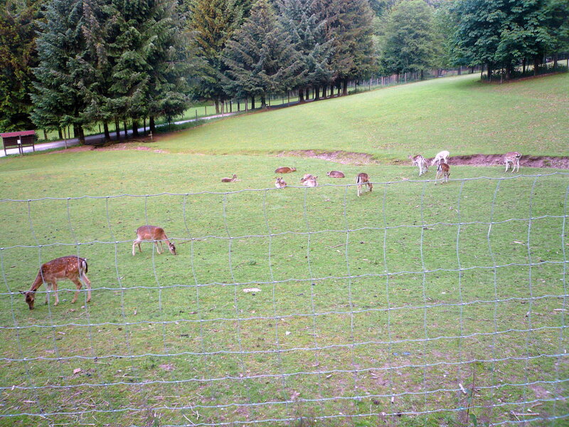 Rehe auf Waldwiese