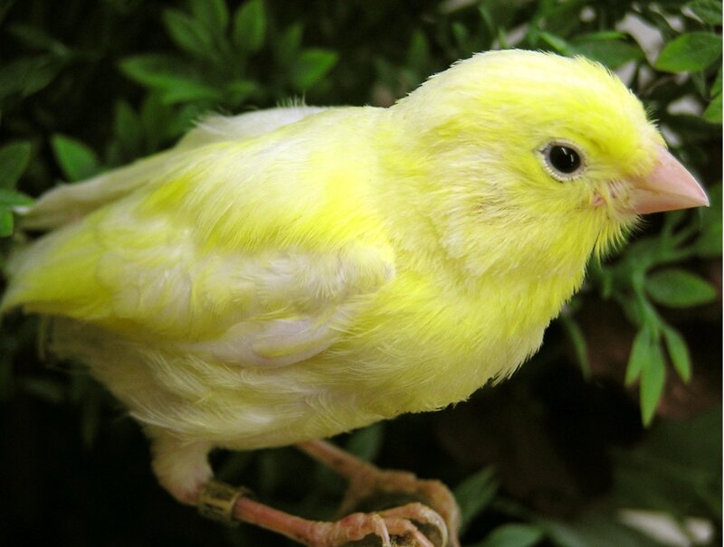 Kanarienvogel Harzer Roller