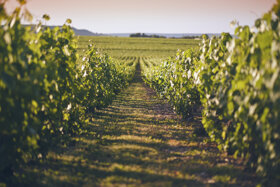 Paysages été - DSCF2038