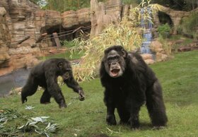 Kibongo Schimpansen ©Erlebnis-Zoo Hannover