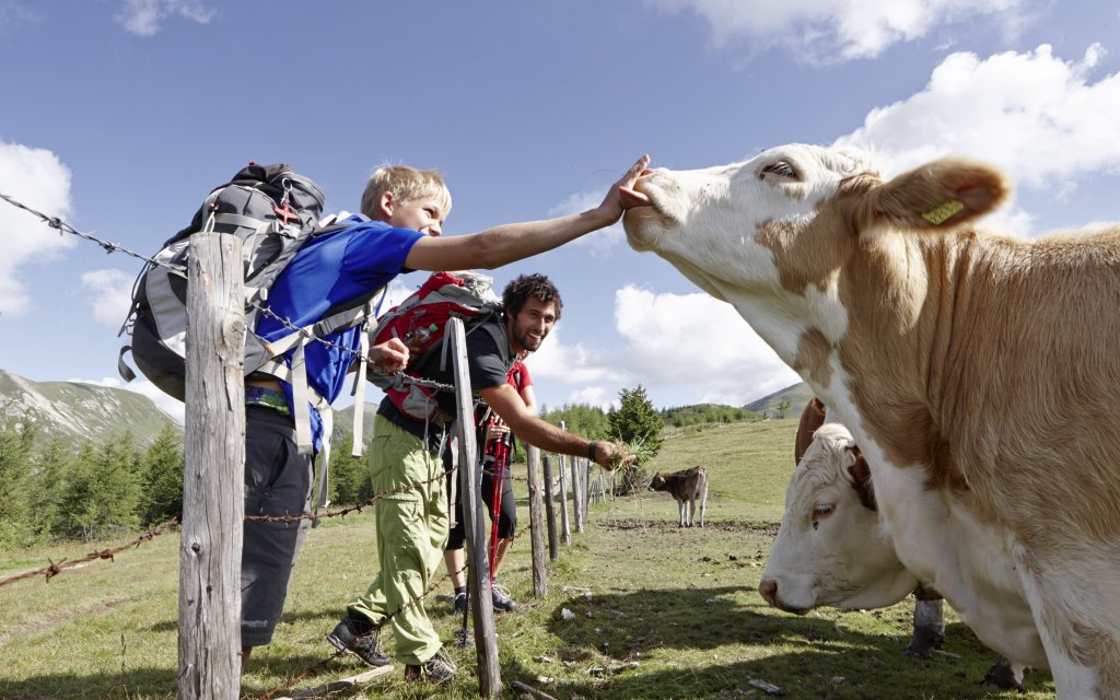 Kinder füttern eine Kuh