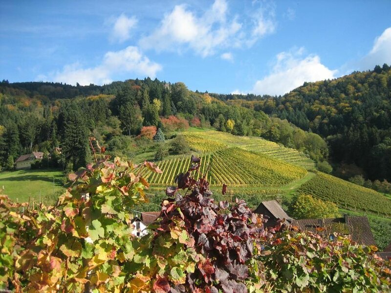 Weinberge bei Oberkirch in der Ortenau – Kurzurlaub Appenweier