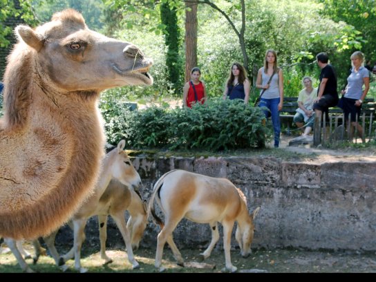 TiergartenNuernberg Weide 1