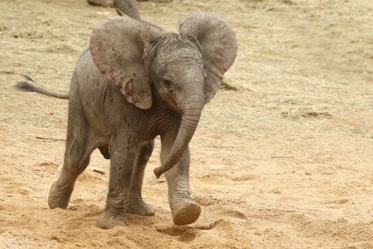 Zoo Tuffi Foto Der Gruene Zoo Wuppertal31