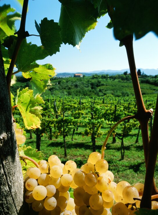 COLLIO 3