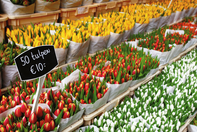 Blumenmarkt Amsterdam – typisches Amsterdamer Stadtleben