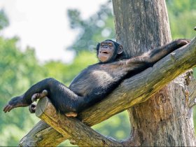 07 Dschungel-Safari (Schimpanse)