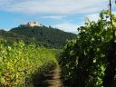 Wald, Wein, Wandern – auf in die schöne Pfalz!