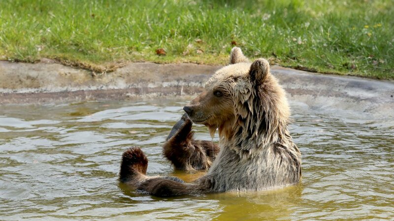 Braunbär beim Baden