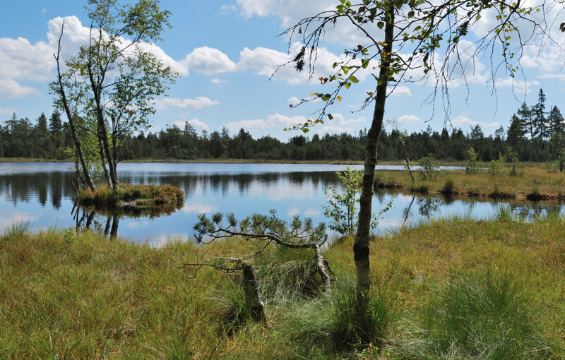Naturschutzgebiet Wildseemoor