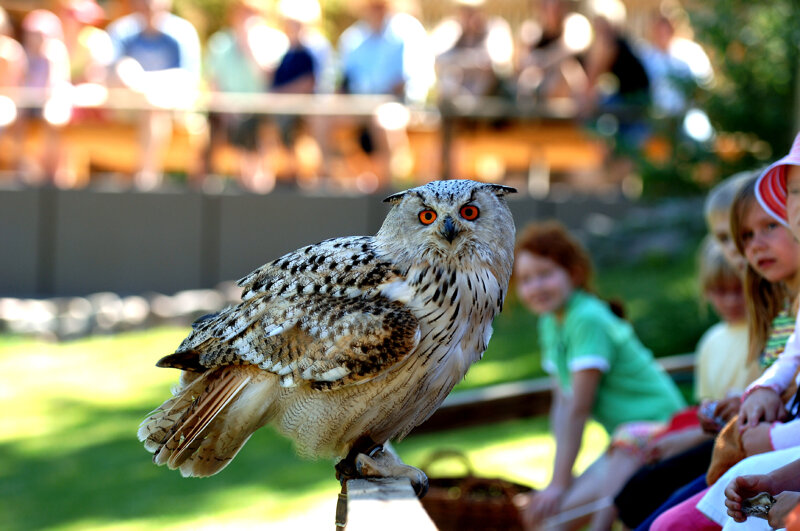 Wildpark Lüneburger Heide – heimische Tiere in naturnaher Waldkulisse