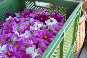 Frühling Artemisia (15)