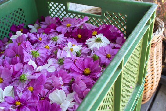 Frühling Artemisia (15)