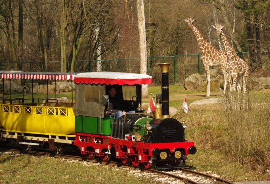 Kleinbahn mit Giraffen