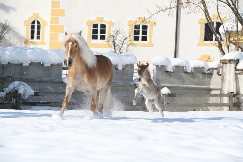 Haflinger-Pferde im Fohlenhof Ebbs