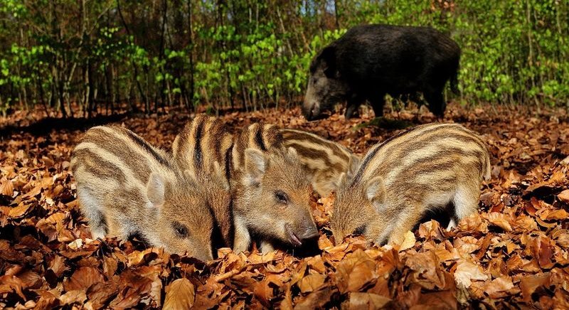 Wildschweinnachwuchs im Wildwald Vosswinkel