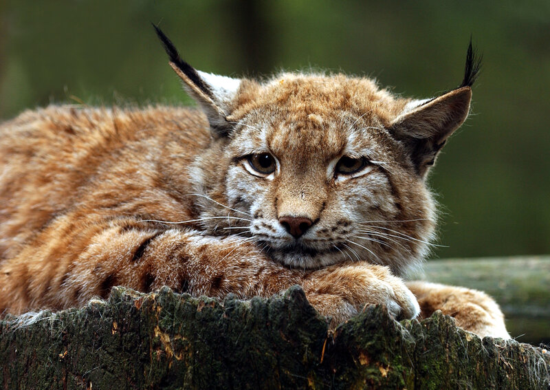 Luchs im Wildpark Lüneburger Heide