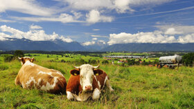 Kühe im Pfaffenwinkel©BAYERN TOURISMUS Marketing GmbH