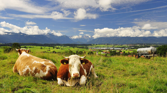 Kühe im Pfaffenwinkel©BAYERN TOURISMUS Marketing GmbH