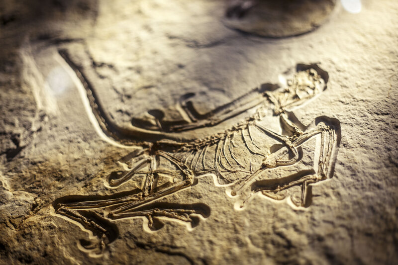 Fossilabdruck im Dinosaurier Museum Altmühltal