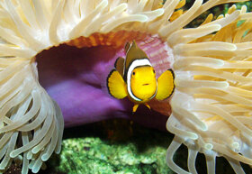 Nemo c Sea Life Deutschland GmbH