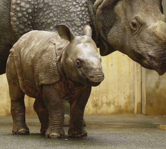 tiergarten panzernashorn c Stadt Nürnberg Christine Dierenbach Variante