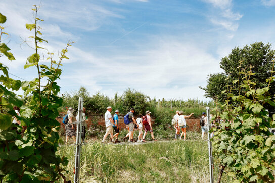Wanderung in den Dürkheimer Weinbergen 1 © Melanie Hubach