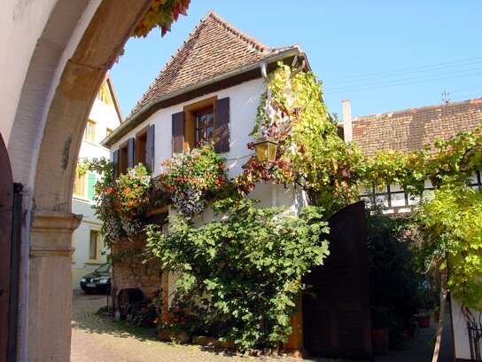 Diedesfeld Weingut C Pfalzwein.e.V