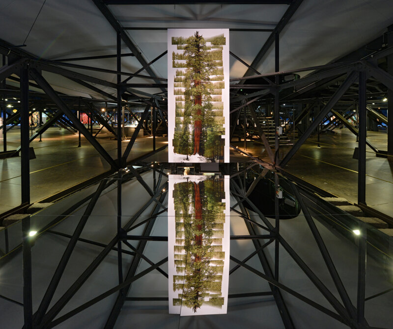 Redwood-Bäume im Gasometer Oberhausen