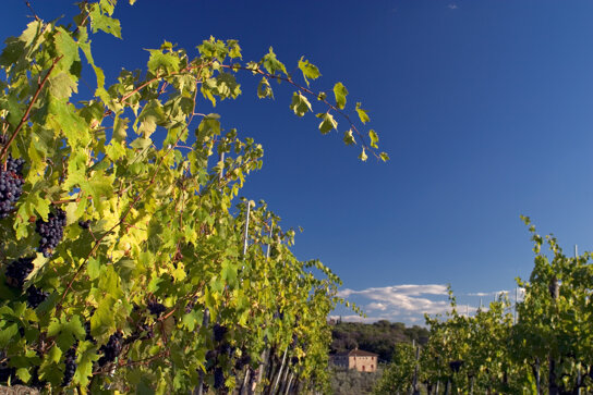 Wine Landscape ohne c Turismo Toscana