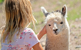 40-Streichel-Safari (Alpaka)