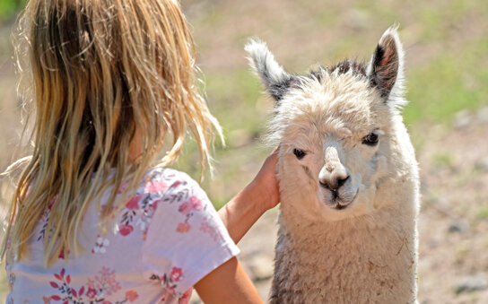 40-Streichel-Safari (Alpaka)