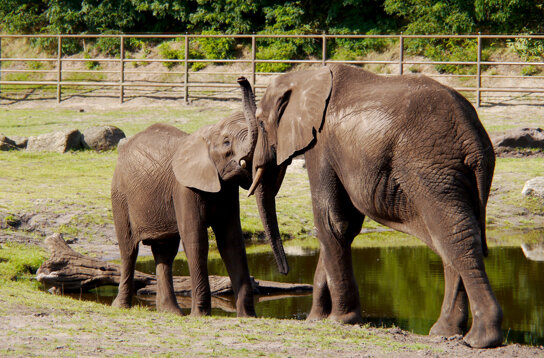 19-Serengeti-Safari (Elefant)