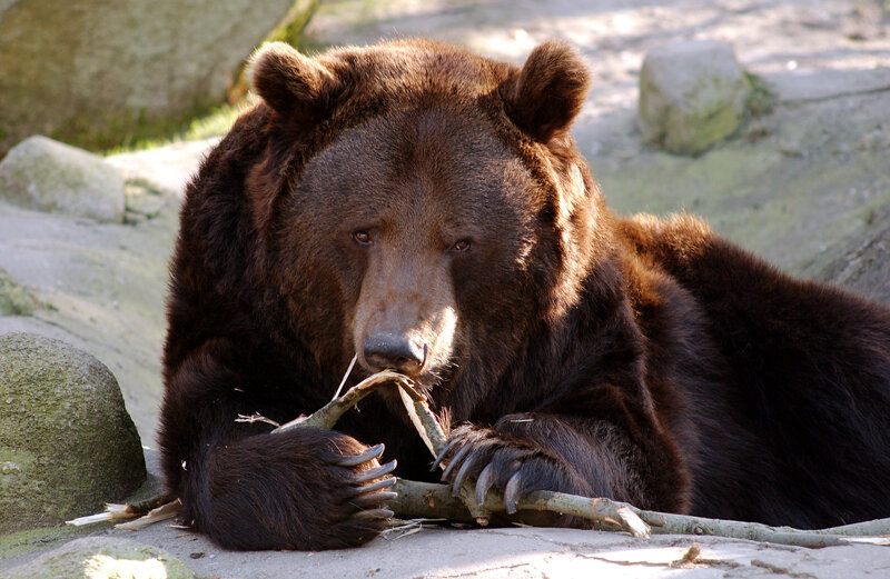 Bär im Wildpark Lüneburger Heide