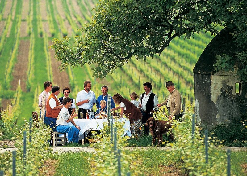 Weinprobe in den Reben